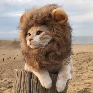Turn your cat into a lion (after Christmas)